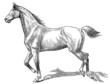 Vector: The style walk a horse. Gallop (right). The style walk a horse. Gallop (right).