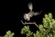 Allocco in volo,tawny owl,strix aluco
