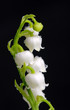 Lily of the Valley
