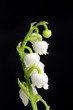 Lily of the Valley