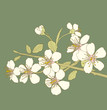 Cherry blossoms