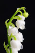Lily of the Valley