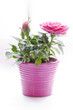rose en pot rose en pot