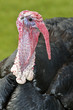 Portrait of male turkey (Meleagris) Portrait of male turkey (Meleagris)