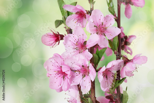 Photo: beautiful pink peach blossom on green background beautiful pink peach blossom on green background