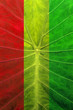 leaves coloration