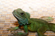 Iguana closeup