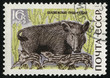 Wild boar, series Animals from Bialowieza Forest Reserve