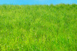 The fresh grass on the hillock. Background.