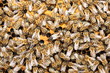 Bienenkönigin