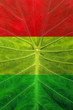 leaves coloration