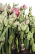 amaryllis 19