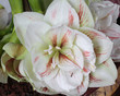amaryllis 22