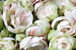 amaryllis 23