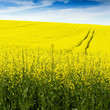 Spring and field