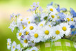 Gänseblümchen