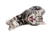 Yawning striped british kitten lying isolated