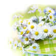 Gänseblümchen