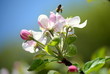 Apfelblüte mit Biene