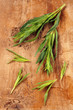 Französischer Estragon (Artemisia dracunculus)