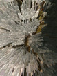 image of unusual brown and white explosion with thorns