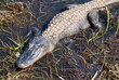 swamp