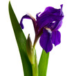 Iris flower isolated