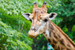 giraffe head giraffe head
