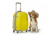 Photo: chien beagle avec valise et chapeau cow-boy chien beagle avec valise et chapeau cow-boy
