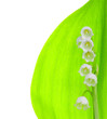 Lily of the Valley