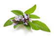 Salvia