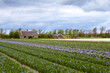 Dutch farm of hyacinths Dutch farm of hyacinths