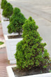 Decorative pine trees Decorative pine trees