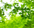 Green leaves background Green leaves background
