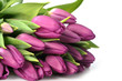 violet tulips