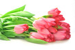 red tulips