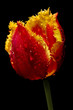 tulipan