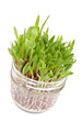 Photo: Patch of Grass Growing in a Little Jar Patch of Grass Growing in a Little Jar