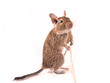Young degu playing with a rope (4 months)