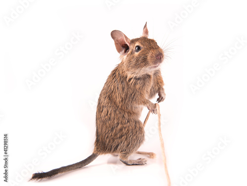 Photo: Young degu playing with a rope (4 months) Young degu playing with a rope (4 months)
