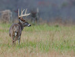 Whitetail deer buck in a foggy field