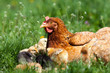 Chicken with babies Chicken with babies