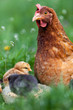 Chicken with babies Chicken with babies