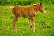Poulain