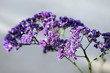 Foto: Statice flower Statice flower
