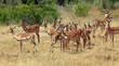 Impala Herde