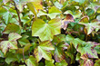 Ivy leaves closeup .