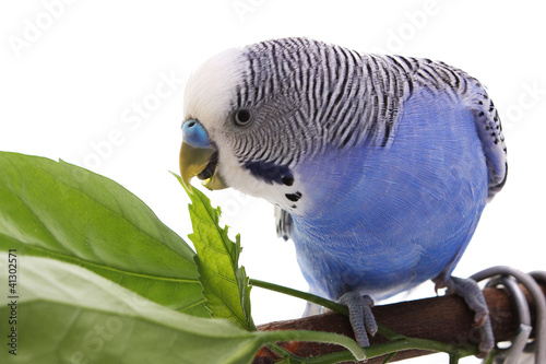 Photo: bird bird