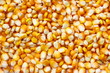 Yellow corn background Yellow corn background