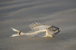 Wildlife and Nature - Fish